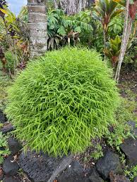 Image result for Pogonatherum paniceum