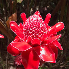 Image result for Laggera elatior