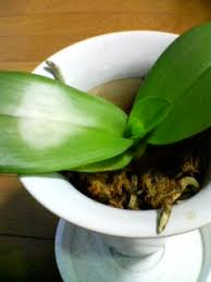 胡蝶蘭の育て方q A 胡蝶蘭の愛華園芸