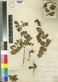 Image result for Schotia capitata