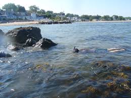 Snorkeling In Compo Cove Ct Grandin Adventure Society