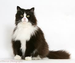 Black cats and black kittens exhibit best adoption rates. Fat Black And White Cat Photo Wp14986