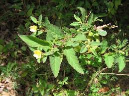 Image result for Sida rhombifolia