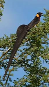 Big Black Bird With White Tail Feathers Paradise Whydah Beautiful Birds Birds Pet Birds