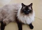 Balinese Long Haired Siamese Cat