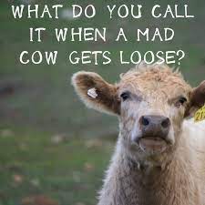 What Do You Call It When A Mad Cow Gets Loose Cowjoke Princessroyal Joke Dadjoke Royal Get Loose Dad Jokes