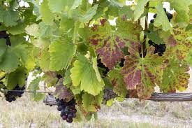 Image result for Grapevine leafroll virus