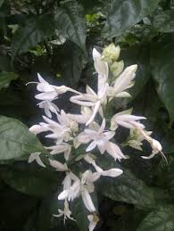 Image result for Whitfieldia brazzae