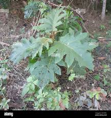 Image result for Solanum chrysotrichum