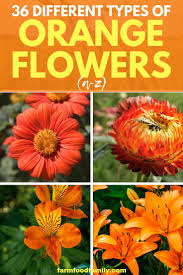 Architecture, design, and stories to inspire the space around you. 36 Different Types Of Orange Flowers With Names Pictures A Z