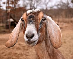A warm place with a flat surface. How Your Goats Needs Change With The Seasons Hello Homestead