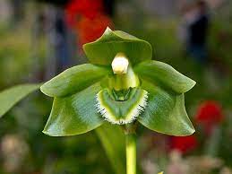 Lycaste Locusta Unusual Flowers Plants Orchid Flower
