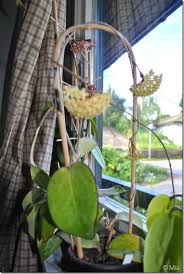 Maybe you would like to learn more about one of these? Mias Hoyas Hoya Fusco Marginata