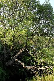 Image result for Ilex mitis