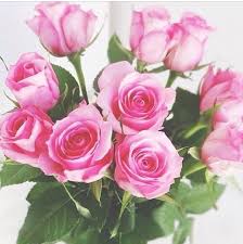Pretty Pink Roses Instagram Roses Pink Roses Beautiful Pink Flowers