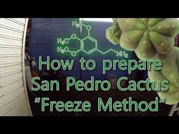 So i have two san pedro cacti and they aren't looking too good right now. How To Prepare San Pedro Cactus Mescaline Freeze Method Steemit