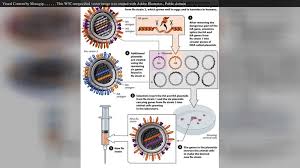 They are made up of actin filaments and myosin (two types of , m.s. File En Wikipedia Videowiki Influenza Webm Wikimedia Commons
