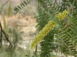 Image result for Prosopis glandulosa