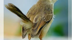 Burung prenjak padi betina memanggil jantan cocok untuk pikat & pancingan. Video Dan Audio Burung Ciblek Alang Alang Om Kicau