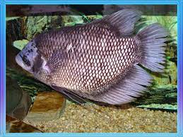 Nama Binatang Dari Huruf G Nama Gambar Binatang Ikan Binatang Terpal