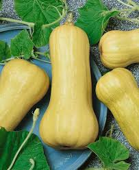Image result for Cucurbita moschata