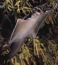 Rainbow Wildlife Rescue And Wildlife Rehabilitation In Texas Sugar Gliders As Pets