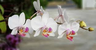 Comment bien arroser les orchidées ? Orchidee Entretien Rempotage Culture Arrosage
