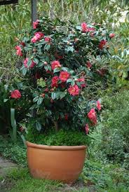 Top 20 Plants That Love Living In Pots Style Curator In 2020 Potted Plants Outdoor Plants Container Gardening