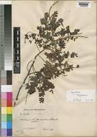 Image result for Macphersonia