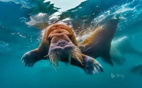 Walrus Underwater Wallpaper Underwater Wallpaper Walrus Animals