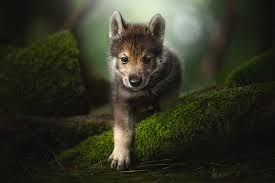Tamaskan dog puppies receive the benefit of the puppy culture program protocol. Hd Wallpaper Look Paw Moss Puppy Face The Tamaskan Dog Wallpaper Flare
