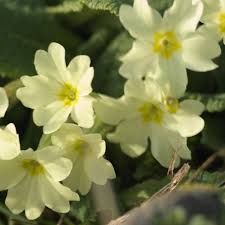 A) a small plant with yellow, white or purple flowers in spring = crocus. Are Primroses The Perfect Spring Flower They Love The Damp And Are Good To Eat Too