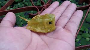 Kebanyakkan kita di malaysia ini pasti pernah melihat ikan buntal yang berada di bawah spesis tetraodontidae. Kenali Keluarga Ikan Buntal Umpan