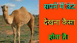 By sigmund freud and carl jung analysis of the dream about camel presages unallied life, womanish sexual urge, flair and power. Camel Dream Meaning In Hindi à¤¸à¤ªà¤¨ à¤® à¤Š à¤Ÿ à¤¦ à¤–à¤¨ à¤¸à¤ªà¤¨ à¤® à¤Š à¤Ÿ à¤¦ à¤–à¤¨ à¤• à¤®à¤¤à¤²à¤¬ Youtube