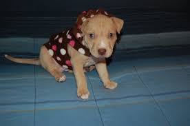 This love sponge loves to play and is great around children. 5 Week Old Pit Bull Puppy My New Puppy Diary