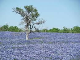 The ennis bluebonnet trails include 40 miles of mapped driving trails. Another Field Of Bluebonnets As Far As The Eye Could See Picture Of Bluebonnet Trail Ennis Tripadvisor