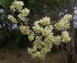 Image result for Brackenridgea zanguebarica