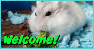 We did not find results for: Dwarf Hamster Care Roborovski Russian Chinese Hamsters