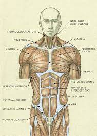 This image shows the muscles of our body and displays them on both male and female diagram showing: Muscles Of The Neck And Torso Classic Human Anatomy In Motion The Artist S Guide To The Dynamics Of Figure Drawing