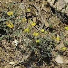 Image result for Indigofera monantha