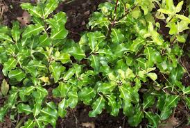 Image result for Pittosporum tenuifolium