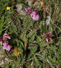 Image result for Buchnera longispicata