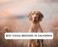 Check spelling or type a new query. 5 Best Vizsla Breeders In California 2021 We Love Doodles