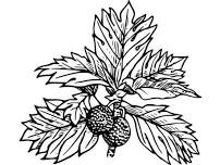 First Foods Storytime: ʻUlu
