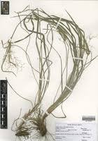 Image result for Cyperus glaucophyllus