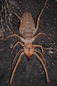 Many tales were accompanied with photos purporting to show spiders half the size of a human. Solifugae Wikipedia