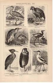 Small Bird With Long Legs And Long Beak 1895 Long Leg Birds Antique Print Wading Bird Stork Heron Egret Ibis Crane Spoonbill Ciconiiformes Large Bill German Lithograph Animales