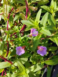 Image result for Limnophila