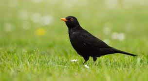 Vögel sind sehr nützliche tiere. Die 40 Haufigsten Gartenvogel Im Portrat Nabu