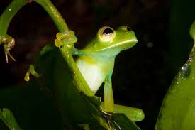 Image result for glass frog